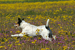 rennender Parson Russell Terrier / running PRT