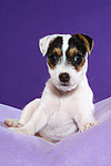 Parson Russell Terrier Welpe / parson russell terrier puppy