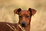 Rehpinscher / miniature pinscher