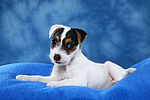 Parson Russell Terrier Welpe / parson russell terrier puppy