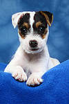 Parson Russell Terrier Welpe / parson russell terrier puppy