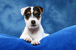 Parson Russell Terrier Welpe / parson russell terrier puppy