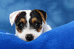 Parson Russell Terrier Welpe / parson russell terrier puppy