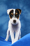 Parson Russell Terrier Welpe / parson russell terrier puppy