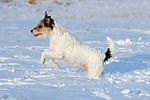 Parson Russell Terrier rennt durch den Schnee / prt running through snow