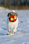 Parson Russell Terrier spielt im Schnee / prt playing in snow