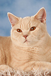 Britisch Kurzhaar / british shorthair