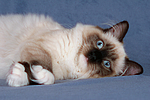 Ragdoll