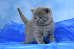 Britisch Kurzhaar Kätzchen / british shorthair kitten