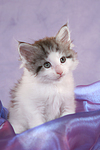 sitzendes Maine Coon Kätzchen / sitting maine coon kitten