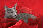 liegende Russisch Blau / lying russian blue