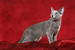 Russisch Blau / russian blue