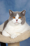 Britisch Kurzhaar / british shorthair