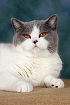 Britisch Kurzhaar / british shorthair