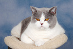 Britisch Kurzhaar / british shorthair