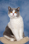 Britisch Kurzhaar / british shorthair