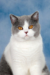 Britisch Kurzhaar / british shorthair