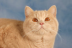 Britisch Kurzhaar / british shorthair