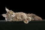 Maine Coon