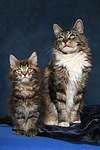 Maine Coons