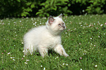 Britisch Kurzhaar Kätzchen / british shorthair kitten