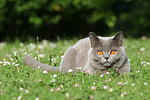 Britisch Kurzhaar / british shorthair