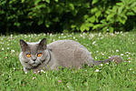 Britisch Kurzhaar / british shorthair