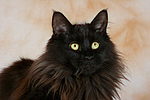 Maine Coon