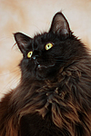 Maine Coon