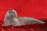 Britisch Kurzhaar / british shorthair