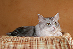 liegende Maine Coon / lying Maine Coon