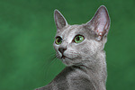 Russisch Blau / russian blue