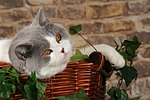 Britisch Kurzhaar / british shorthair