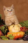 Britisch Kurzhaar Kätzchen / british shorthair kitten