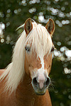 Haflinger Portrait / haflinger horse portrait