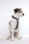 Parson Russell Terrier