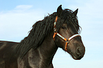 Rheinisch Deutscher Kaltblut Hengst / coldblood stallion