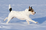 Parson Russell Terrier rennt durch den Schnee / prt running through snow