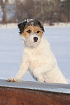 Parson Russell Terrier im Schnee / prt in snow