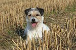 liegender Parson Russell Terrier / lying PRT