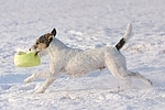 spielender Parson Russell Terrier im Schnee / playing prt in snow