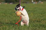 spielender Parson Russell Terrier Welpe / playing PRT puppy