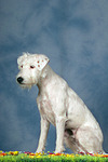 Parson Russell Terrier