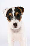 Parson Russell Terrier Welpe / parson russell terrier puppy