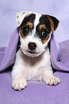 Parson Russell Terrier Welpe / parson russell terrier puppy