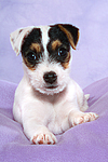 Parson Russell Terrier Welpe / parson russell terrier puppy