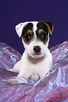 Parson Russell Terrier Welpe / parson russell terrier puppy