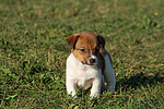 Jack Russell Terrier Welpe / jack russell terrier puppy