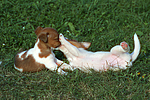 Jack Russell Terrier Welpen / jack russell terrier puppies