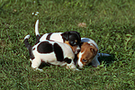 Jack Russell Terrier Welpen / jack russell terrier puppies